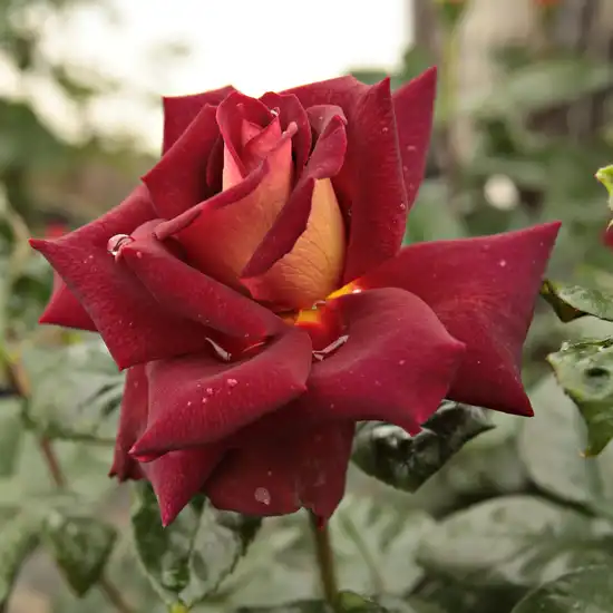 Trandafiri hibrizi Tea - Trandafiri - Eddy Mitchell® - 